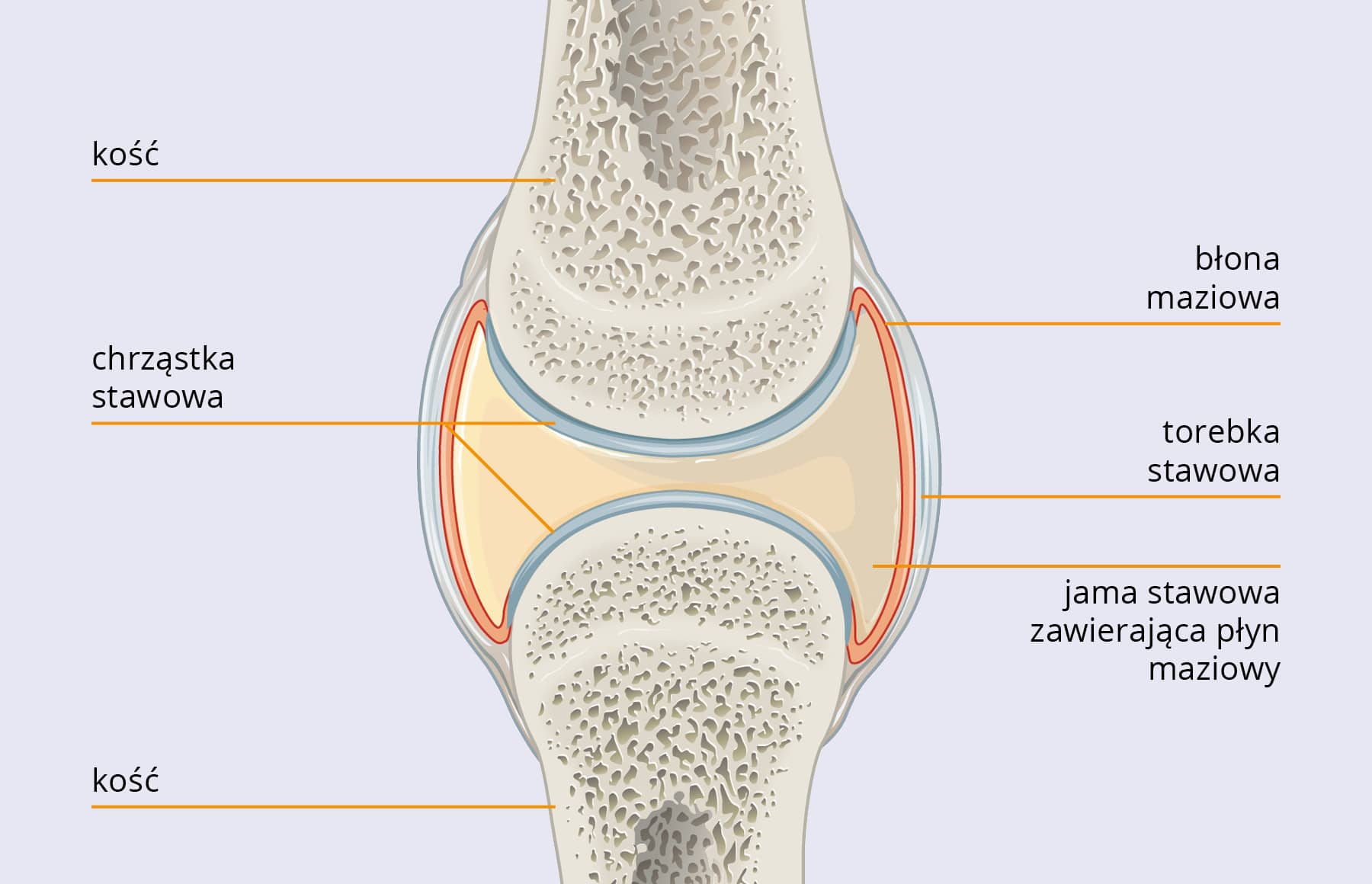 Natural Pharmaceuticals Movisan® Collagen II Schemat budowy stawu z oznaczeniem kości, chrząstki stawowej, błony maziowej, torebki stawowej i jamy stawowej z płynem maziówkowym.