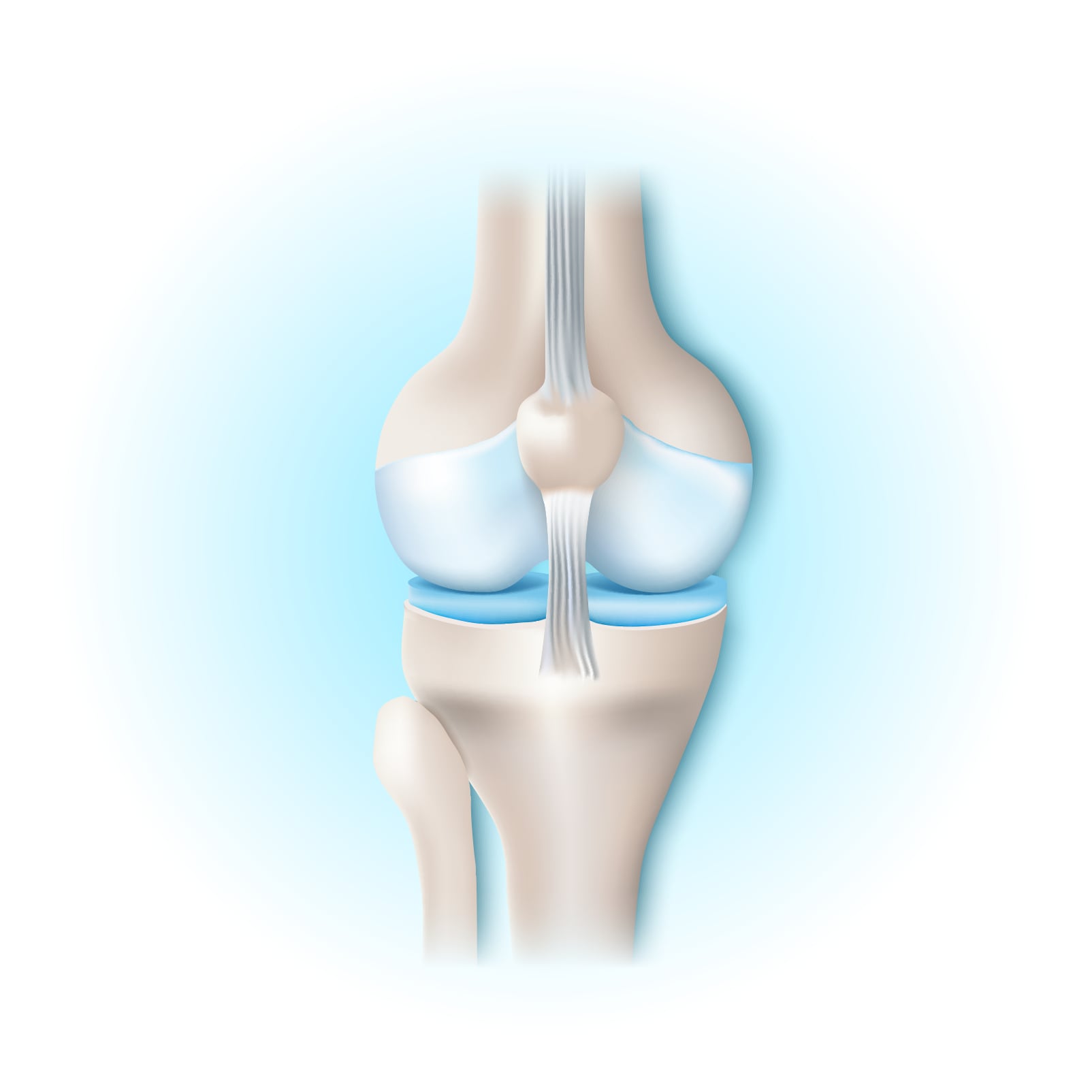 Natural Pharmaceuticals Movisan® Collagen II Ilustracja anatomiczna stawu kolanowego z kośćmi, więzadłami i chrząstką stawową w kolorze niebieskim.
