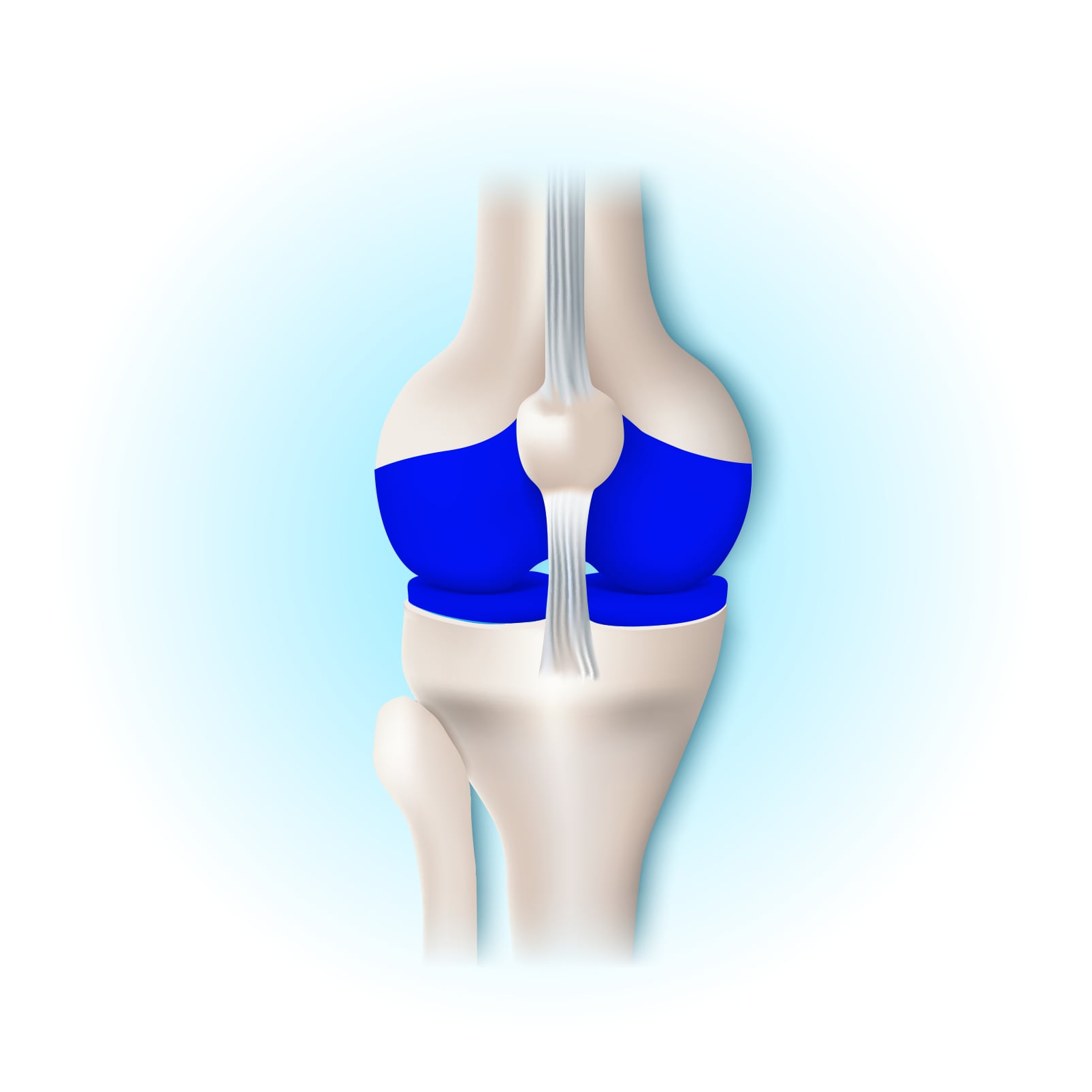 Natural Pharmaceuticals Movisan® Collagen II Ilustracja medyczna pokazująca staw kolanowy z zaznaczoną niebieską chrząstką stawową i więzadłami.